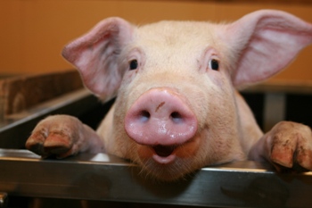 This photo of a young pig (taken on a farm near Oslo, Norway) reminds us of why we all love animals (they make us smile) and why we all fell in love with Wilbur the Pig of Charlotte's Web fame.  This is why we chose this marvelous photo of an Oh, so happy and smiling piggy taken by Norwegian photographer Janne Brodin (from As, Norway) to be the first animal photo to grace the Animalsunltd.com site. 